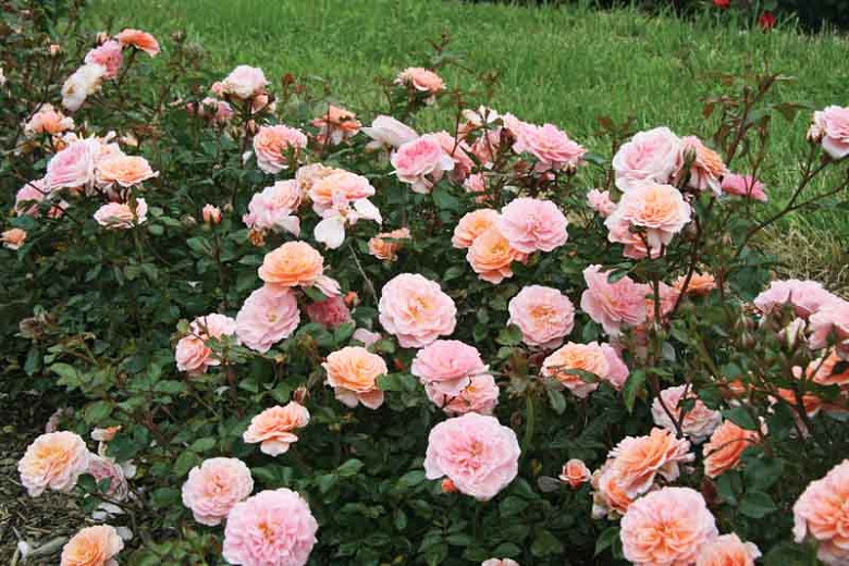Rosa 'Apricot Drift', Rose 'Apricot Drift', Groundcover Roses, Groundcover Roses, Apricot roses